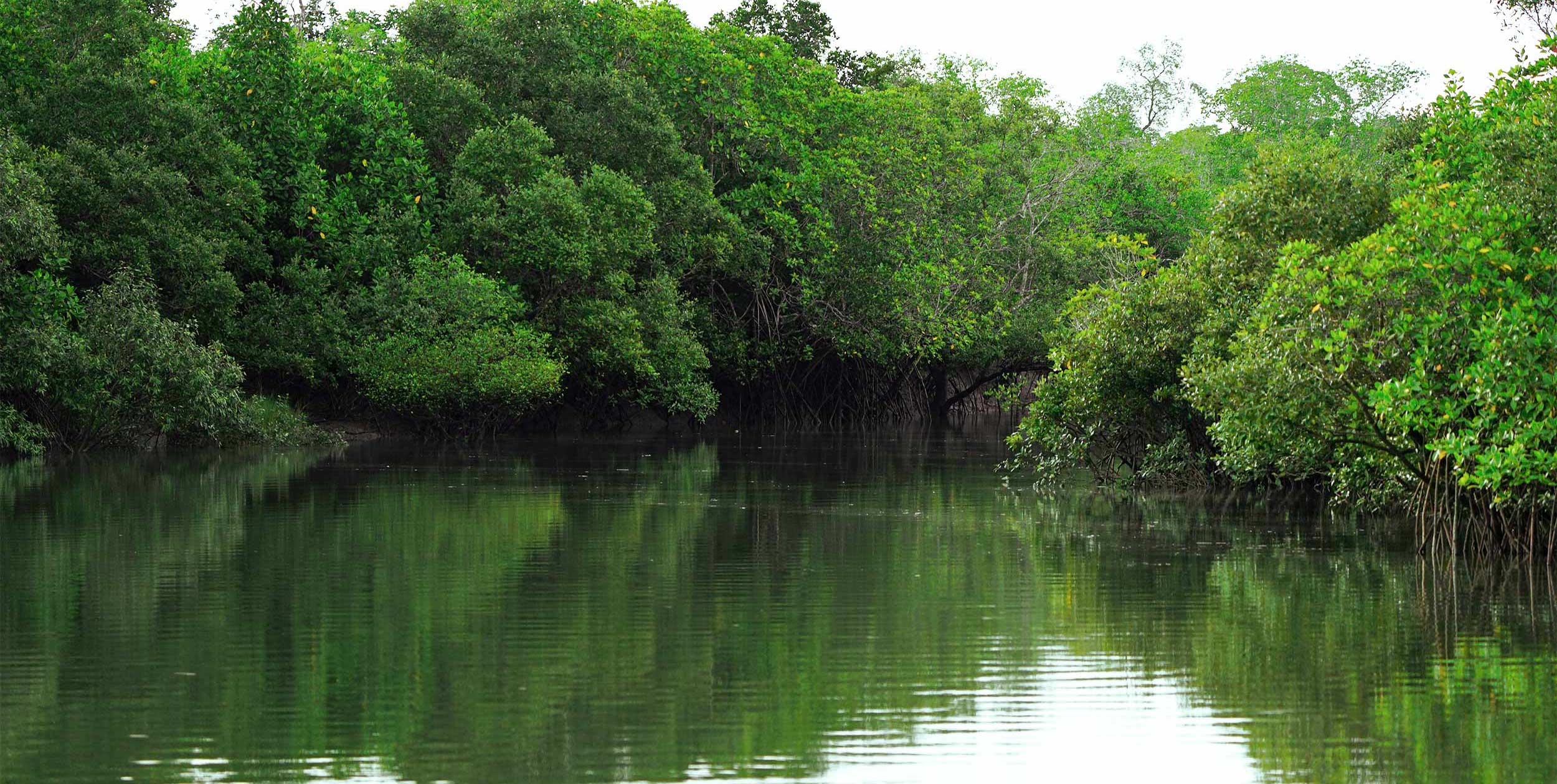Conserving the Mangrove forest together with local people Photo